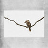 Animal wall art and canvas prints of Perched Kookaburra on a rolled print