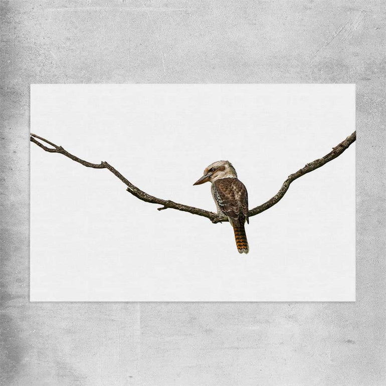 Animal wall art and canvas prints of Perched Kookaburra on a rolled print