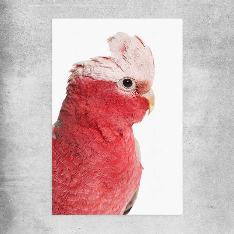 Animal wall art and canvas prints of Pink Cockatoo on a rolled print