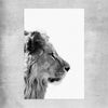 Animal wall art and canvas prints of Pondering Lion on a rolled print