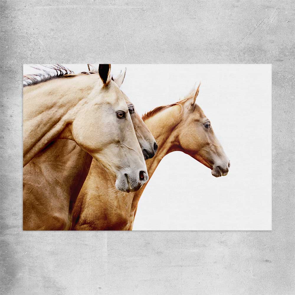 Animal wall art and canvas prints of Purebred Horse Pair on a rolled print