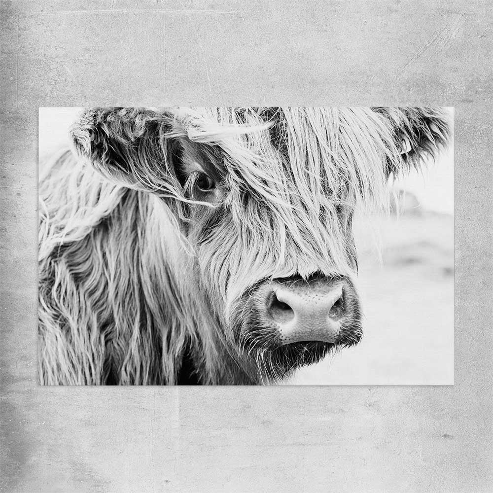 Animal wall art and canvas prints of Quiet Highland Cow on a rolled print