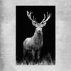 Animal wall art and canvas prints of Red Deer Gaze on a rolled print