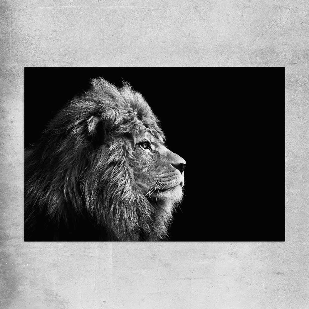 Animal wall art and canvas prints of Regal Lion Profile on a rolled print
