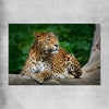 Animal wall art and canvas prints of Resting Leopard on a rolled print