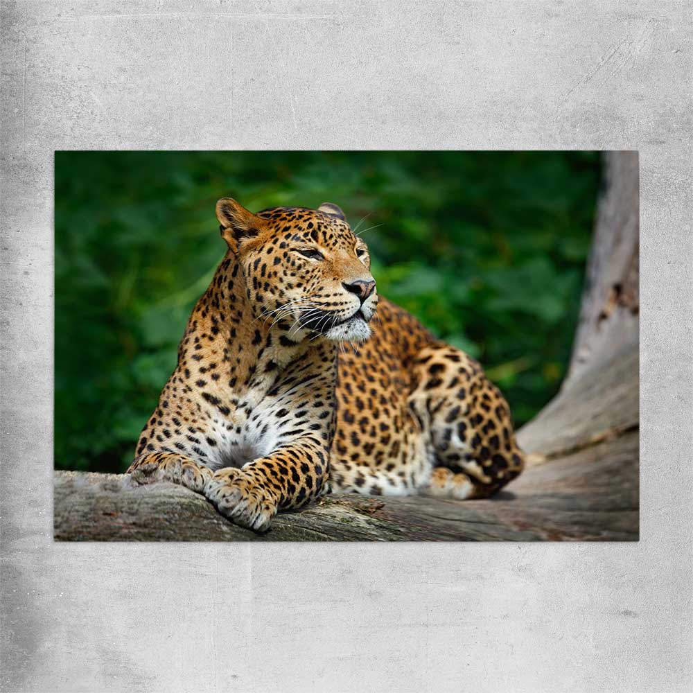 Animal wall art and canvas prints of Resting Leopard on a rolled print