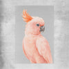 Animal wall art and canvas prints of Salmon-crested Cockatoo on a rolled print