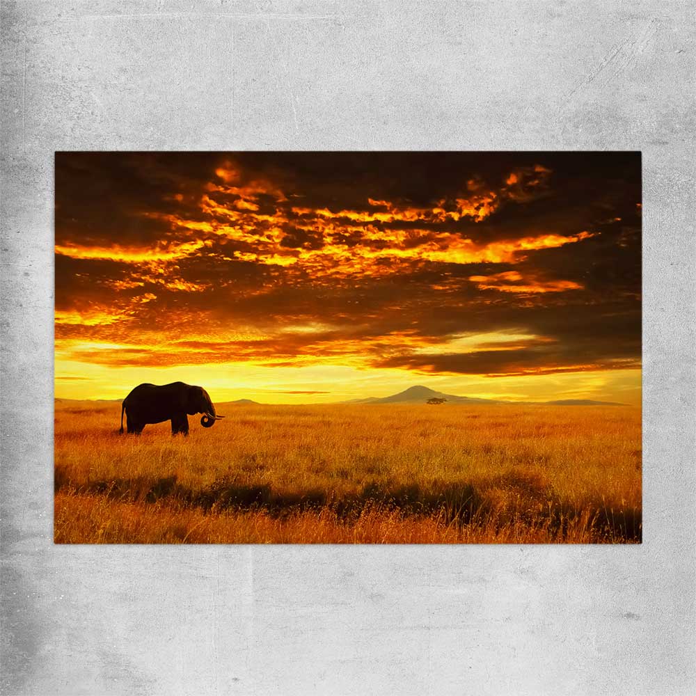 Animal wall art and canvas prints of Savannah Elephant Sunset on a rolled print