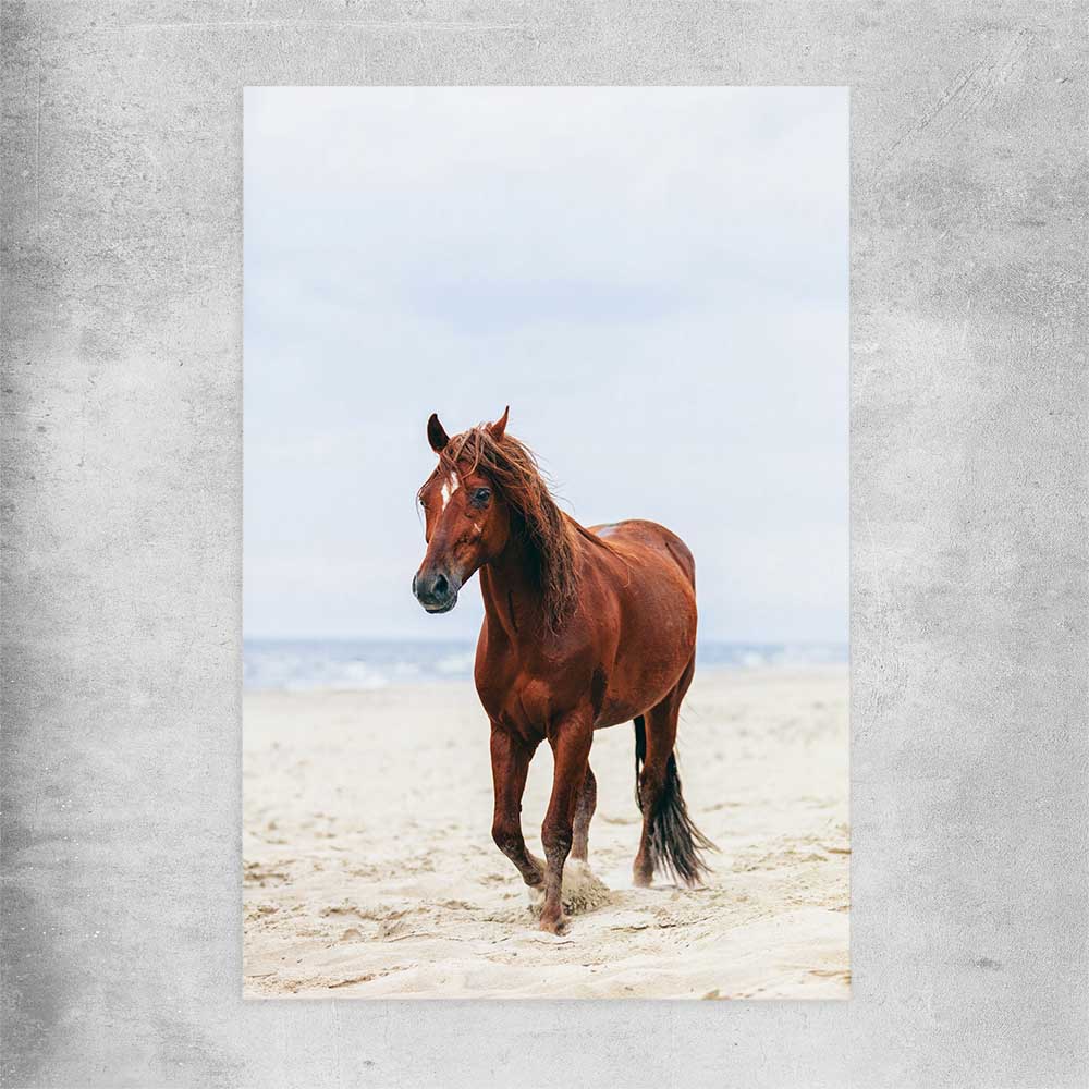 Animal wall art and canvas prints of Sea Breeze Horse on a rolled print