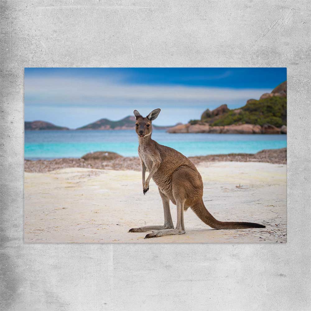 Animal wall art and canvas prints of Shoreline Kangaroo on a rolled print