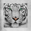 Animal wall art and canvas prints of Silent White Tiger on a rolled print