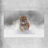 Animal wall art and canvas prints of Snow Tiger Charge on a rolled print