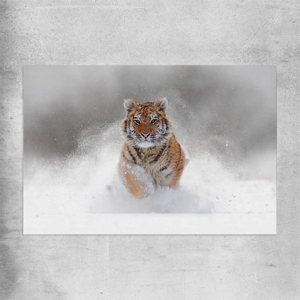 Animal wall art and canvas prints of Snow Tiger Charge on a rolled print