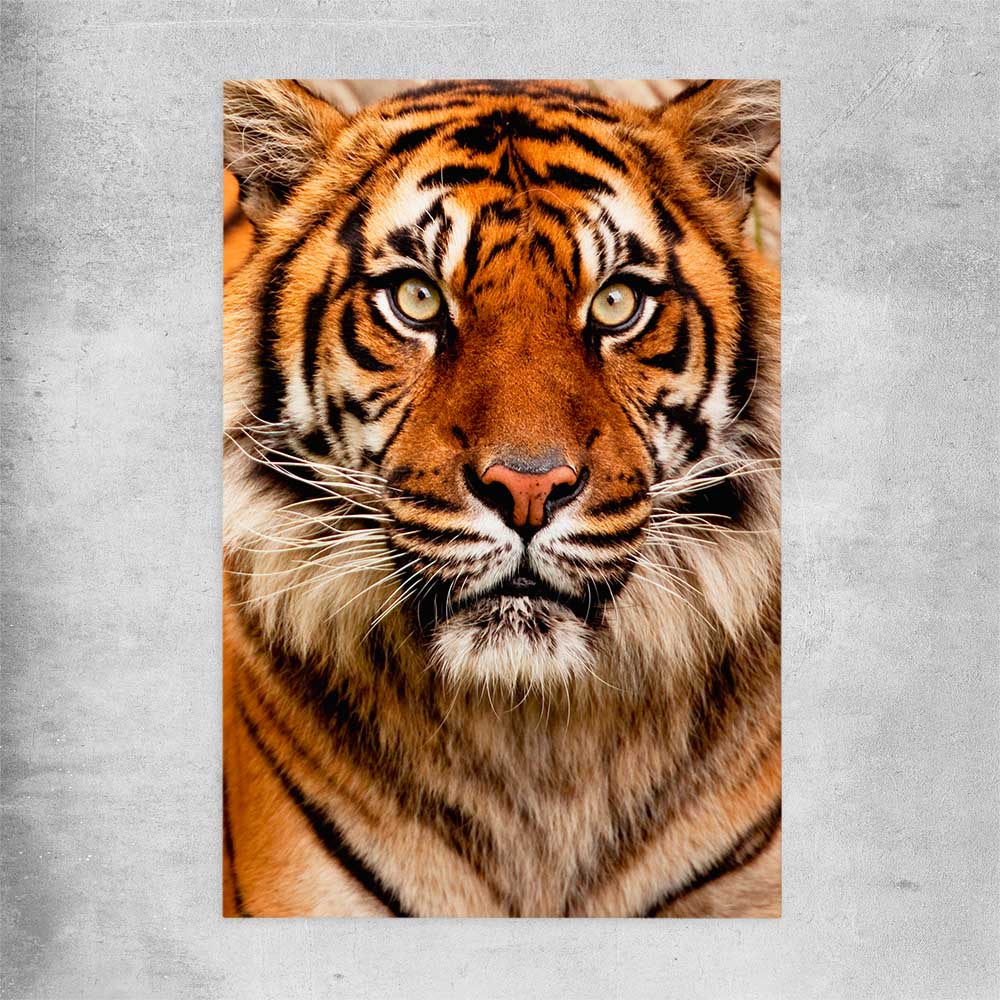 Animal wall art and canvas prints of Tiger Silent Power on a rolled print
