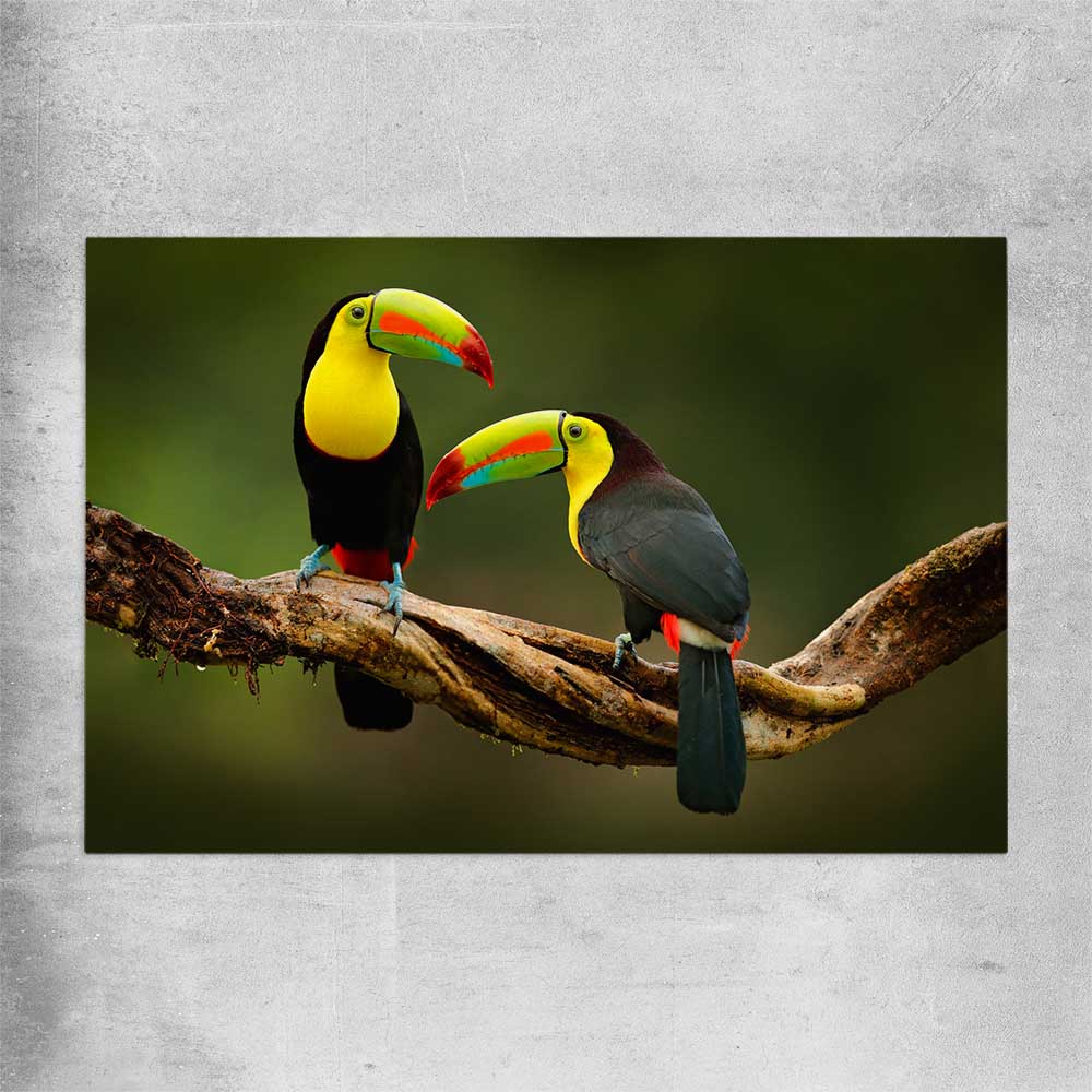 Animal wall art and canvas prints of Tropical Toucan Pair on a rolled print