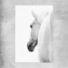 Animal wall art and canvas prints of White Horse Elegance on a rolled print