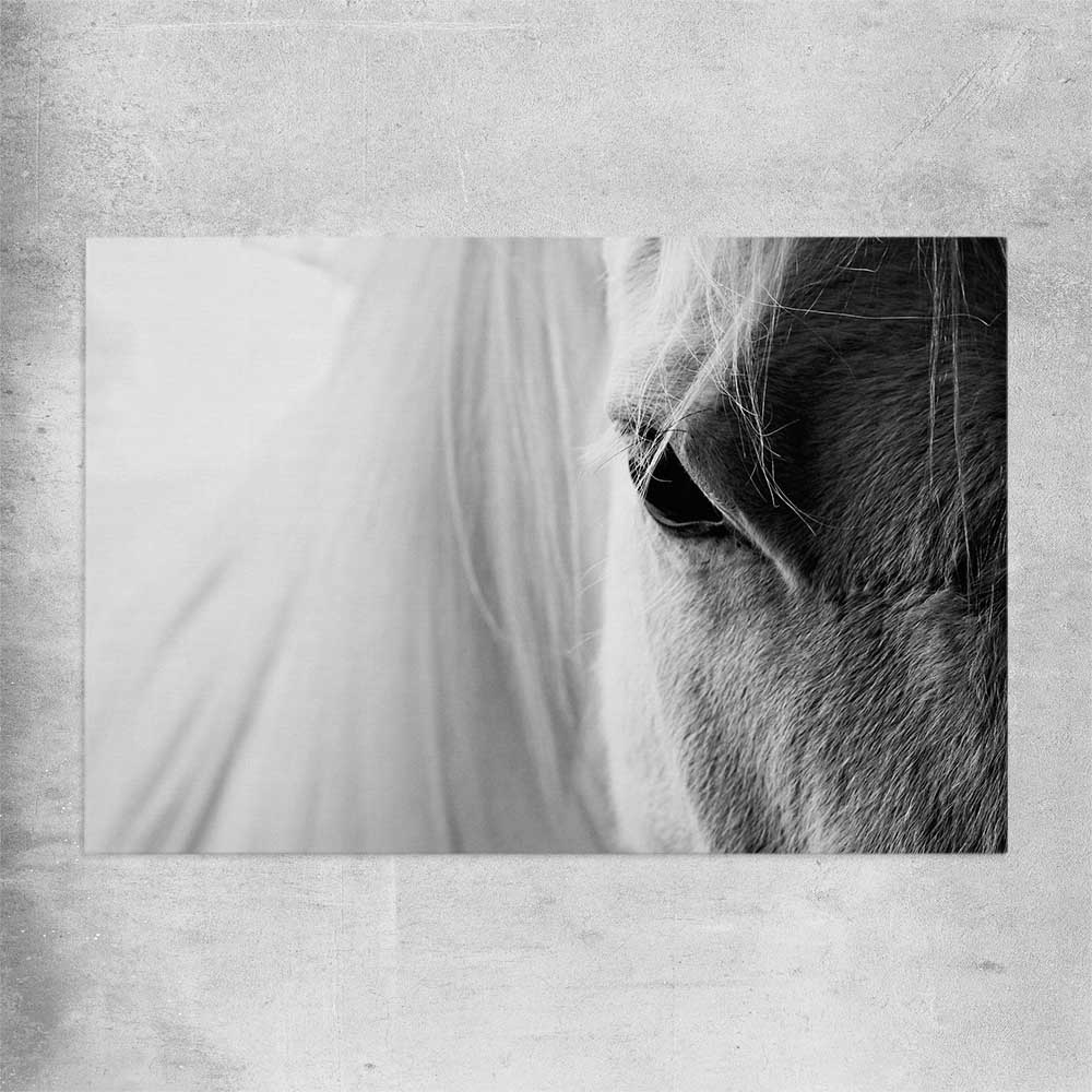 Animal wall art and canvas prints of White Horse Grace on a rolled print