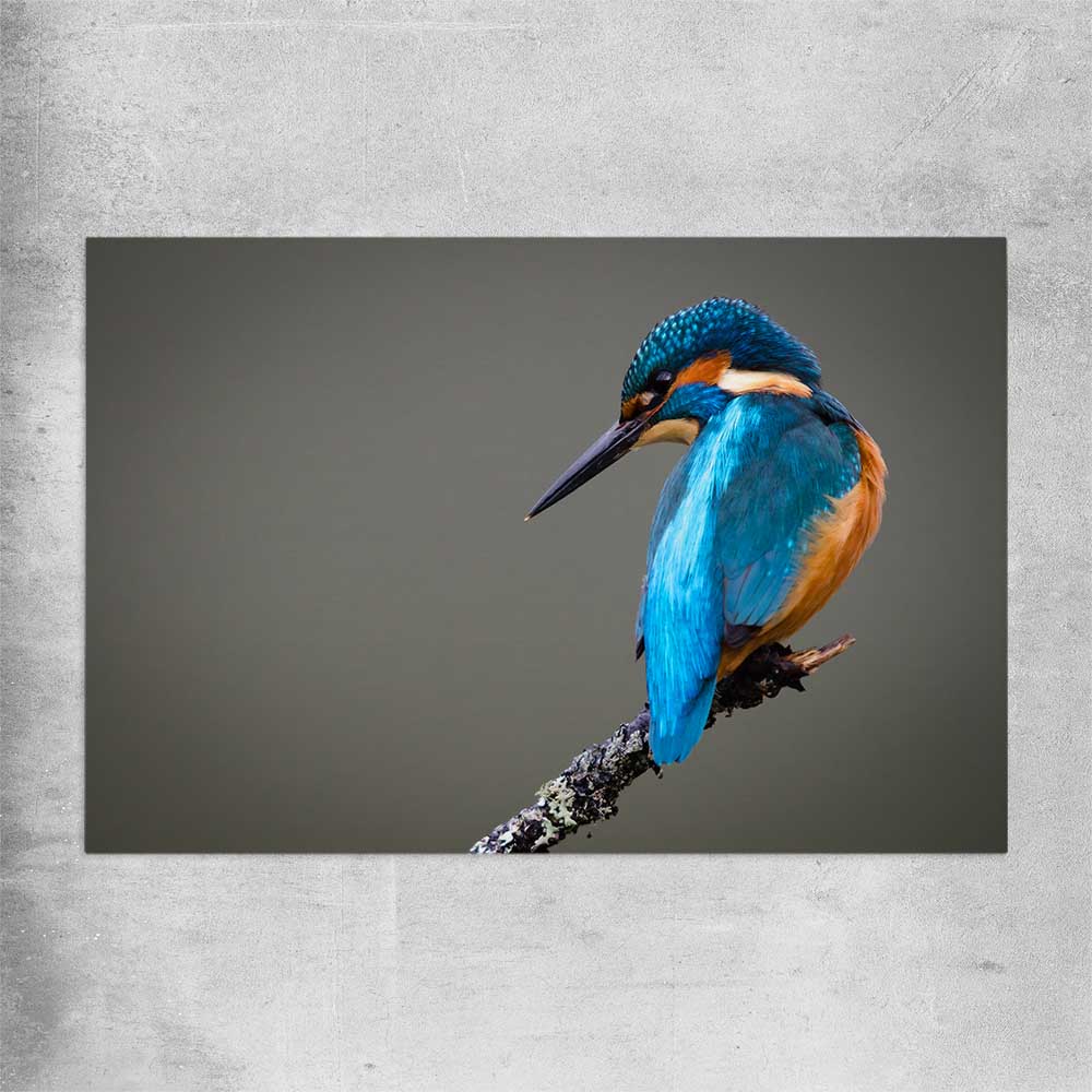 Animal wall art and canvas prints of Wild Kingfisher on a rolled print