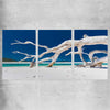 Beach and coastal wall art print of Whitsundays Driftwood Set on a rolled print