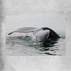 Beach and coastal wall art print of Humpback Whale on a rolled print