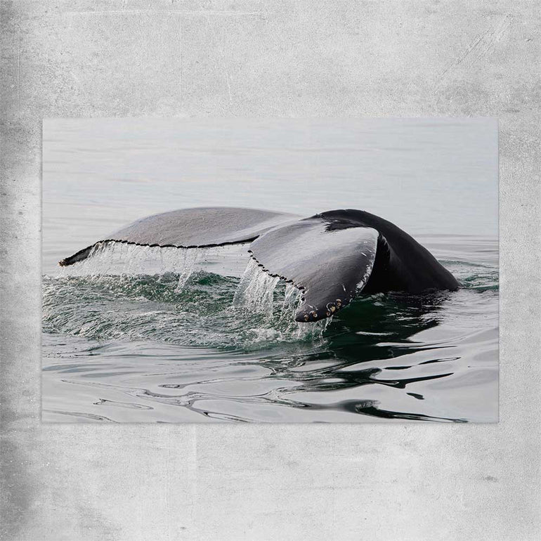 Beach and coastal wall art print of Humpback Whale on a rolled print