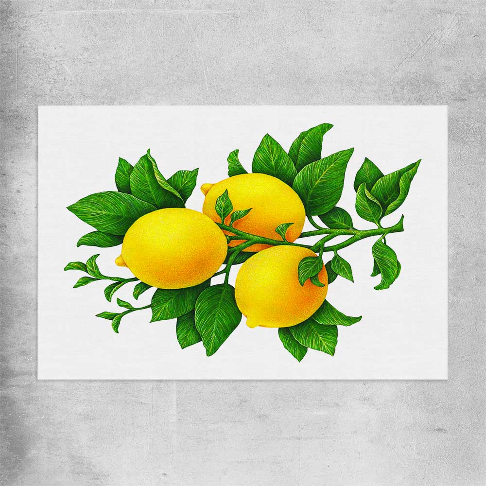 Lemon Botanical rolled print is a colourful and stylish canvas wall art and print suited for the kitchen area