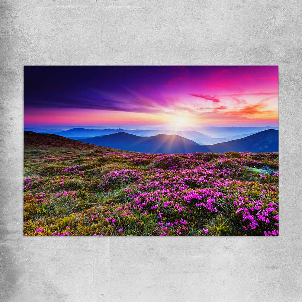 Floral print of Carpathian Mountain Bloom on a rolled print