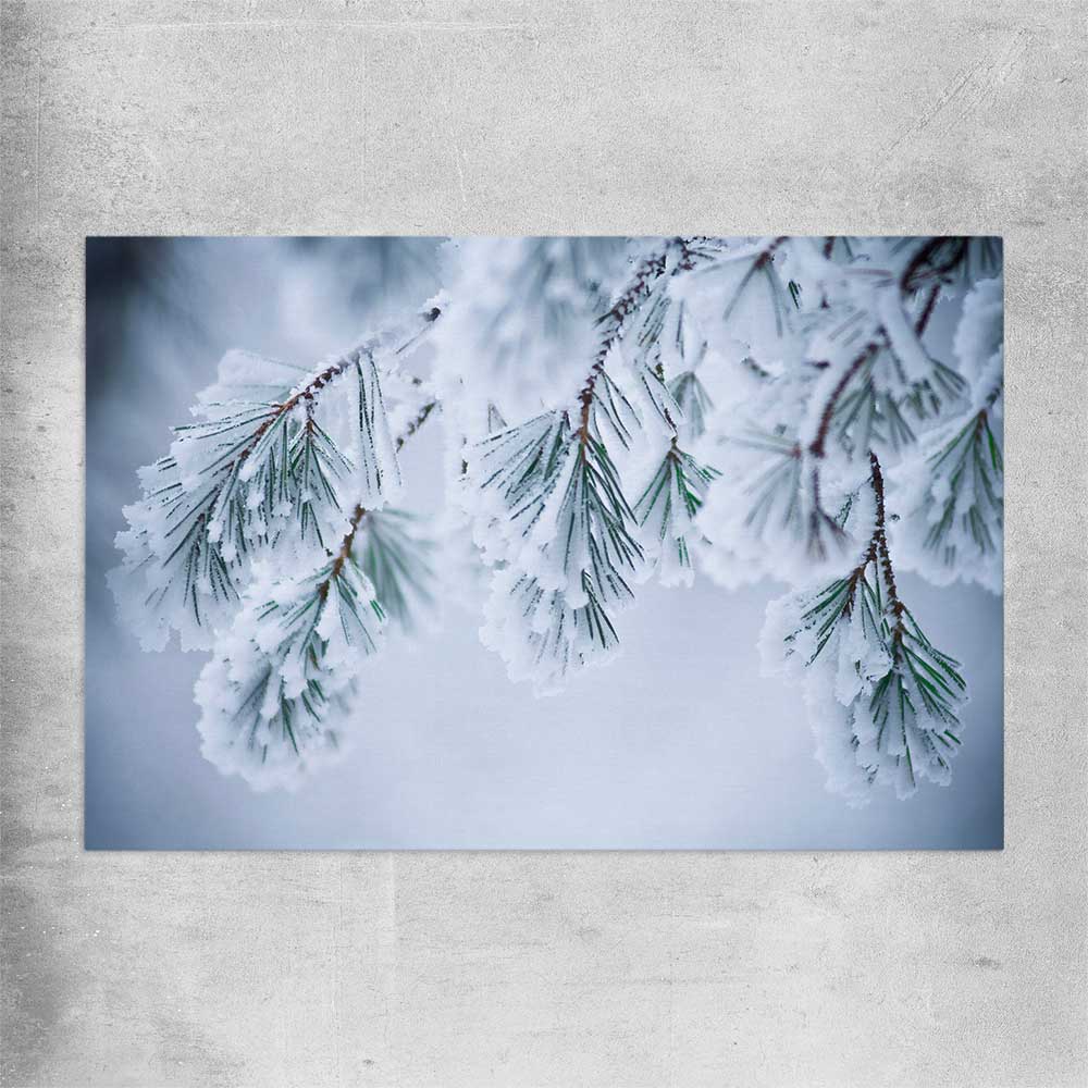 Floral print of Frosted Pine Canopy on a rolled print