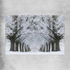 Floral print of Winter Tree Avenue on a rolled print