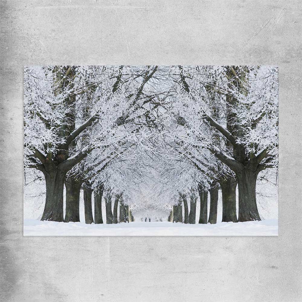 Floral print of Winter Tree Avenue on a rolled print
