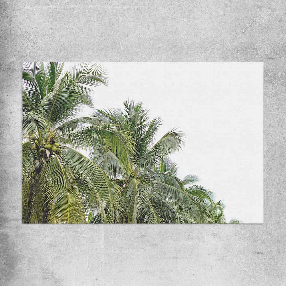 Floral print of Coconut Palms on a rolled print