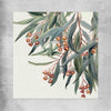 Floral print of Eucalyptus Illustration on a rolled print