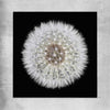 Inspirational wall art print of Isolated Dandelion on a rolled print