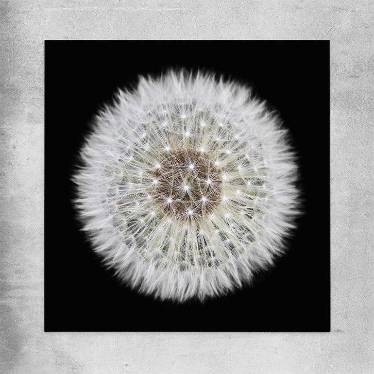 Inspirational wall art print of Isolated Dandelion on a rolled print