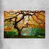 Floral print of Japanese Maple Tree on a rolled print
