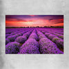Floral print of Lavender Field on a rolled print