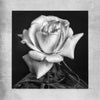 Floral print of Monochrome Rose on a rolled print