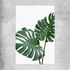 Floral print of Monstera Leaf One on a rolled print