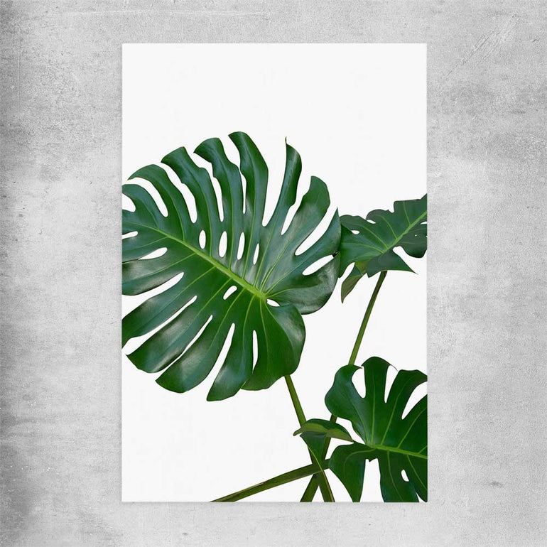 Floral print of Monstera Leaf Two on a rolled print