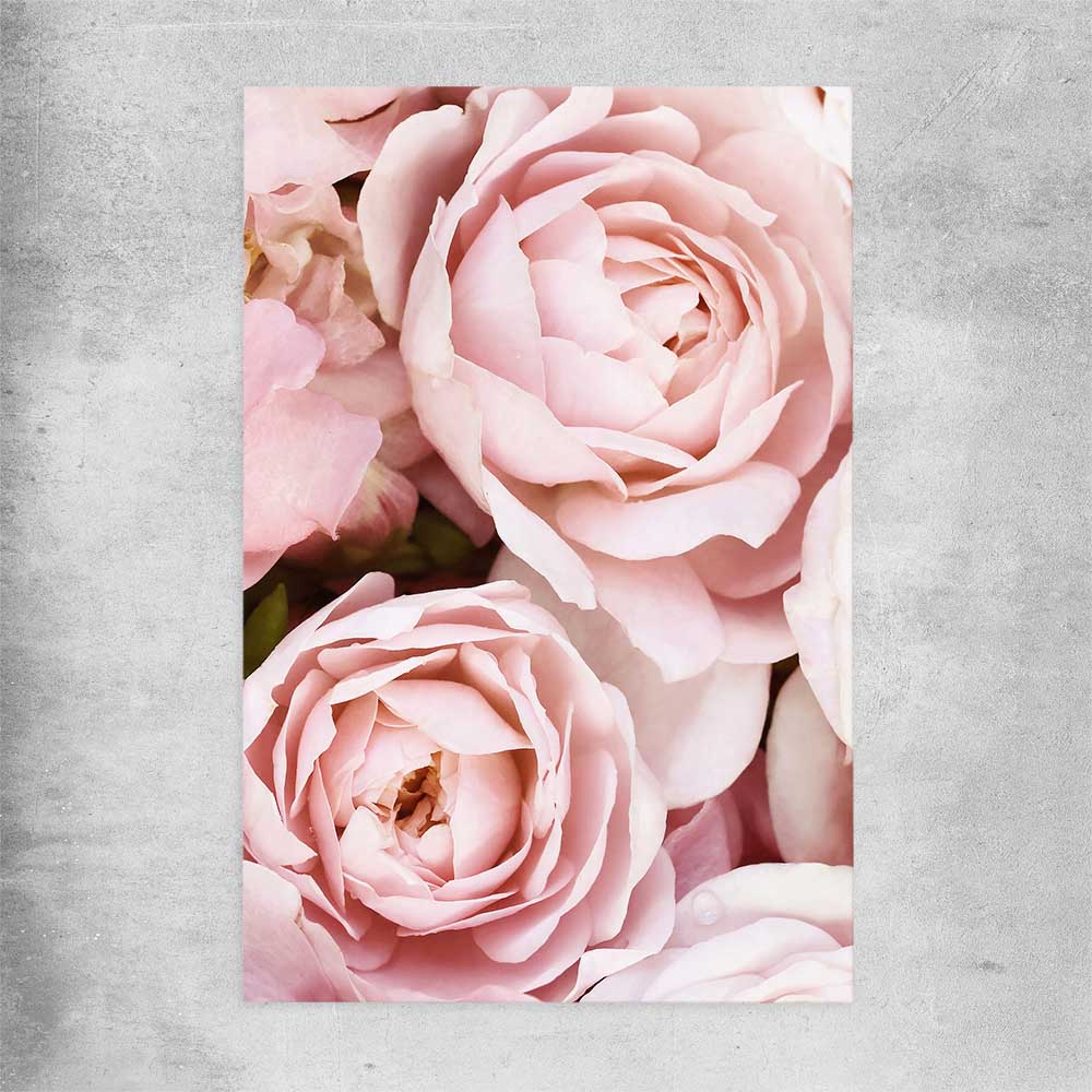 Floral print of Peony Pastel on a rolled print