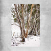 Floral print of Snowy Gumtrees on a rolled print