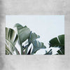 Floral print of Tropical Banana Palm on a rolled print