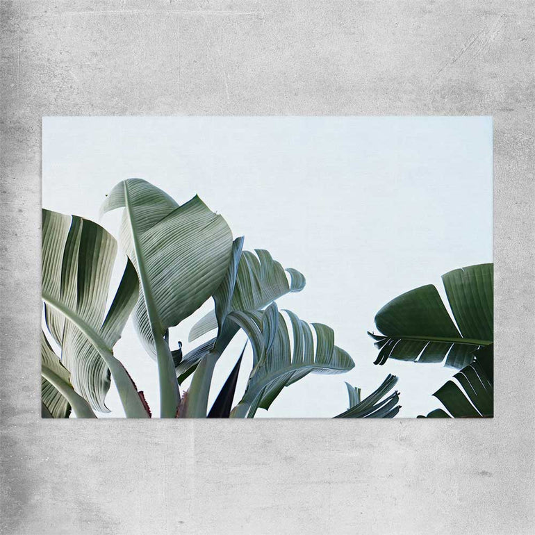 Floral print of Tropical Banana Palm on a rolled print