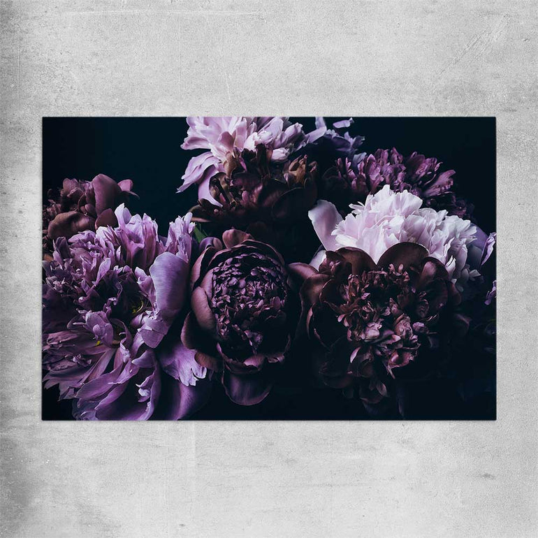 Floral print of Violet Peonies on a rolled print