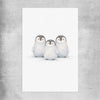 Little Penguin Trio rolled print is a nursery canvas wall art and print suited for childrens nursery area