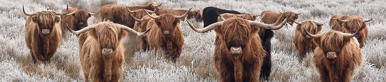 Animal wall art collection header image