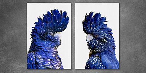 Collection list image for cockatoo wall art