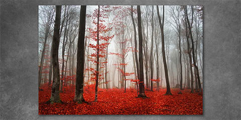 Collection list image for red wall art